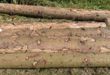 Borkenkäfer hat bereits Hochsaison