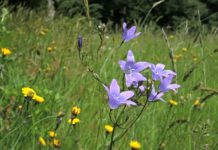 Vorzeitige Nutzung von Biodiversitätsflächen aufgrund von Futtermangel