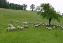 EU-Kommission bleibt hart: Wolf-Abschuss weiterhin verboten