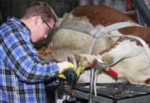 Rinderzucht: Projekt Klauen-Q-Wohl gestartet