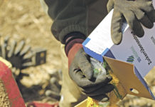 Rübenanbau im Krisenmodus