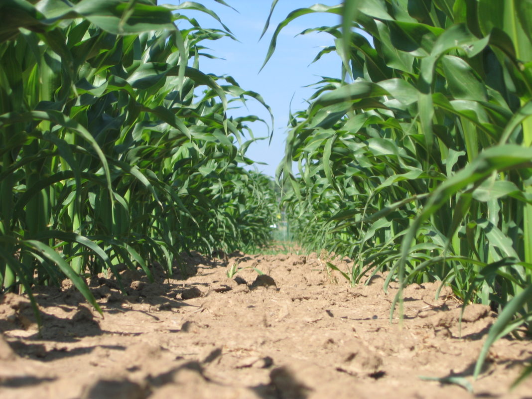 Syngenta