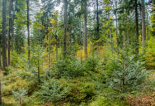 BFW: Eintägige Praxisseminare “klimafitter” Wald ab Juni