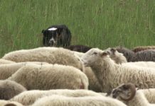 Neue LFI-Kurzfilme präsentieren altes Almwissen