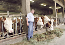 Gesunde Kühe machen Freude