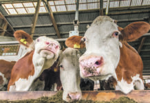 Brucellosefall in OÖ: Woher der Erreger kommt, ist unklar