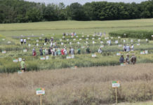Probstdorfer Saatzucht – 2000 Besucher kamen zum Feldtag