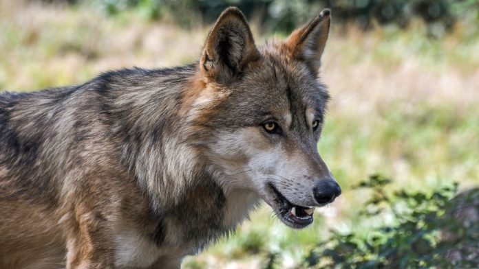 In Tirol bereitet man sich auf die Rückkehr der Wölfe vor.
