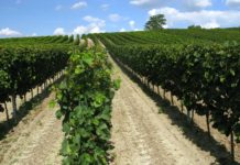 Nationalrat beschloss Novelle zum Pflanzenschutzgesetz