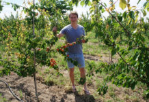Marillenernte um zwei Wochen früher als in anderen Jahren