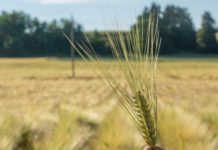 Saatgut Austria: Züchtung leistet wichtigen Beitrag zu Umweltschutz