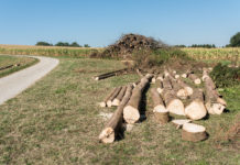 Maßnahmenpaket soll Forstwirte unterstützen