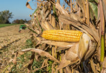 US-Handelsstreit: EU verhängt ab Juli Strafzölle für Mais
