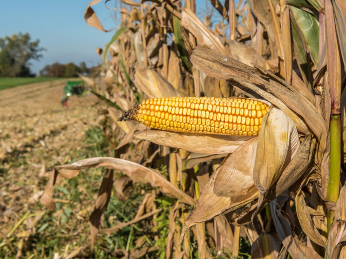 Mais Ernte 250 ID85307