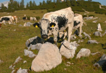 Meldeverpflichtungen bei der Maßnahme “Erhaltung gefährdeter Nutztierrassen”