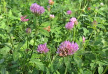 Futtermittelknappheit: Nutzung von Biodiversitätsflächen in weiteren Bezirken freigegeben