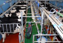 Projekt D4Dairy: Weiterentwicklung der bäuerlichen Rinderwirtschaft im digitalen Zeitalter