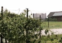 Hagelversicherung: Schwere Unwetter wüteten in der Steiermark und im Burgenland