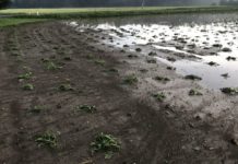 Hagelversicherung: Erneut Schäden in Millionenhöhe in der Steiermark