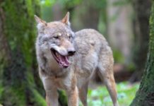 Südtirol: Wölfe dürfen entnommen werden In Zukunft dürfen „Problemwölfe“ in Südtirol entnommen werden.