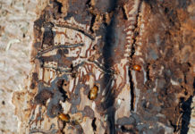 Holzmarkt April 2019: Der globale Konjunkturabschwung wird in Österreich gedämpft