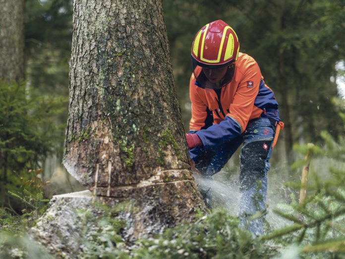 Fichte Faellen 20 ID80323(1)