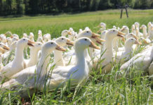 Im Entenmarsch zu neuen Zielen