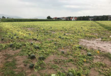 Tausende Hektar Agrarflächen zerstört