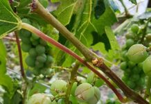 Hagelunwetter hinterlässt Spur der Verwüstung