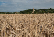 Fristen: Begrünung von Ackerflächen – Zwischenfruchtanbau