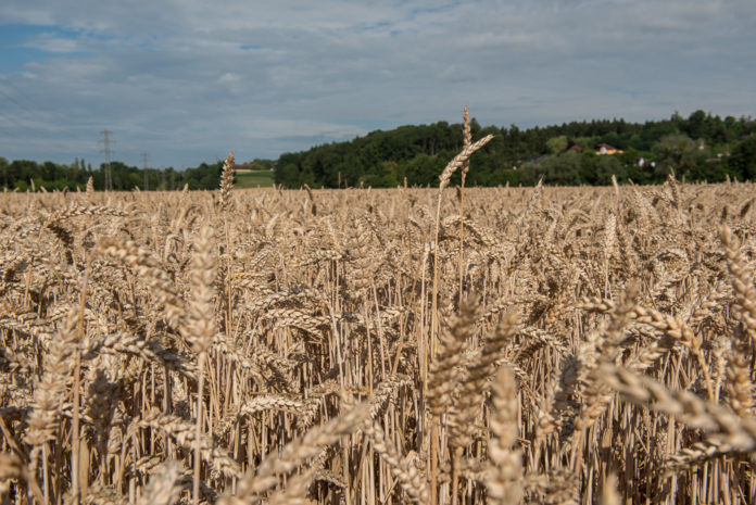 Weizen Reif 44 ID84434