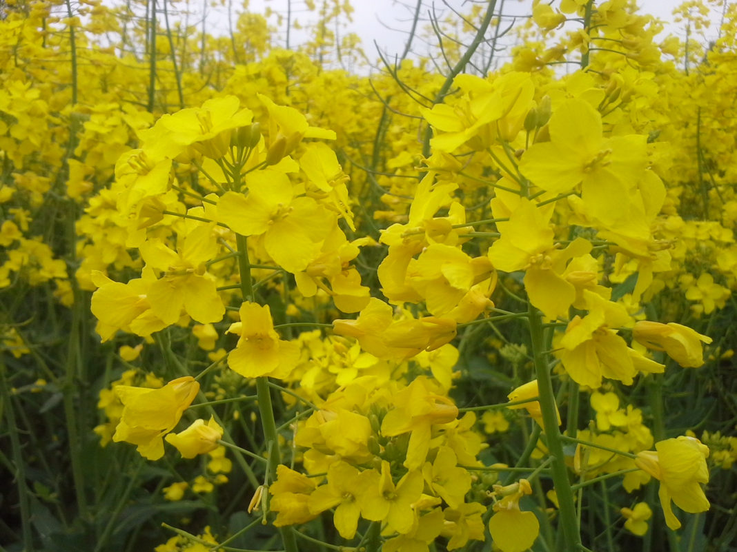 Standfest und ertragreich: die Rapssorten von Die Saat Die Saat