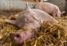 Leichter Anstieg des Schweinebestands, Rinderbestand rückläufig