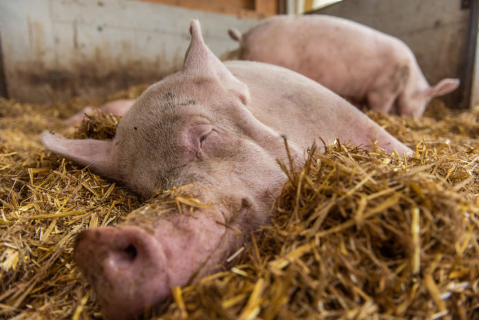 Biologische Schweinehaltung 82 ID88015