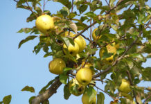 Österreichische Apfellager geräumt