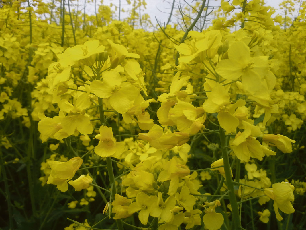 Der Rapsanbau hat sich in Österreich bereits etabliert. Die Saat