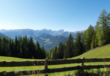 Südtirol erprobt Zäune gegen Wolfsrisse