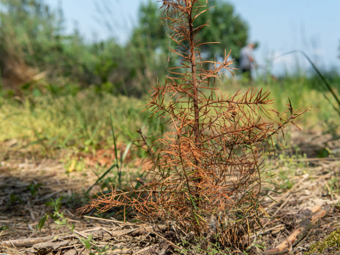 Douglasie Vertrocknet 1 ID87320