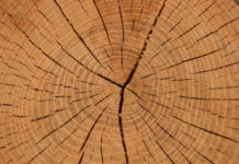 Bäume im Klimawandel: Schneller groß mit leichterem Holz