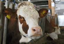 Brucellose in OÖ: Entwarnung für weitere Verdachtsbetriebe