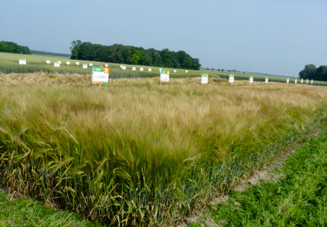 Wintergerste garantiert auch bei trockener Witterung Erträge. Probstdorfer
