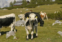 Weiterer Wolfsriss im weststeirischen Koralmgebiet vermutet