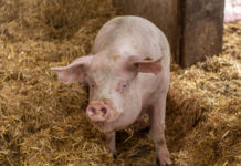 Schweine bilden ein visuelles Konzept menschlicher Gesichter