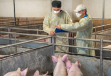 China: Ausbruch der Afrikanischen Schweinepest in Schlachtbetrieb gemeldet