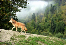 Nebeneinander von Wolf, Landwirtschaft und Bevölkerung ist nicht möglich