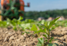 IGP: Serie zur Geschichte des Pflanzenschutzes gestartet