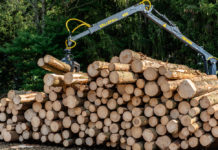 Heimische Sägeindustrie steigerte Schnittholzproduktion im ersten Halbjahr