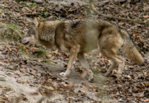 Schutz vor Wölfen: Oberösterreich erlaubt Vergrämungsmaßnahmen