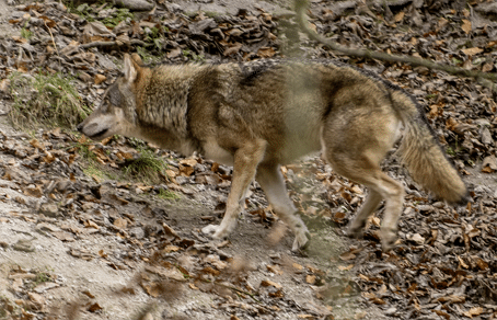 Wolf