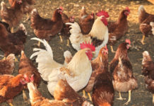 Zentrale Geflügel-Datenbank eröffnet neue Möglichkeiten